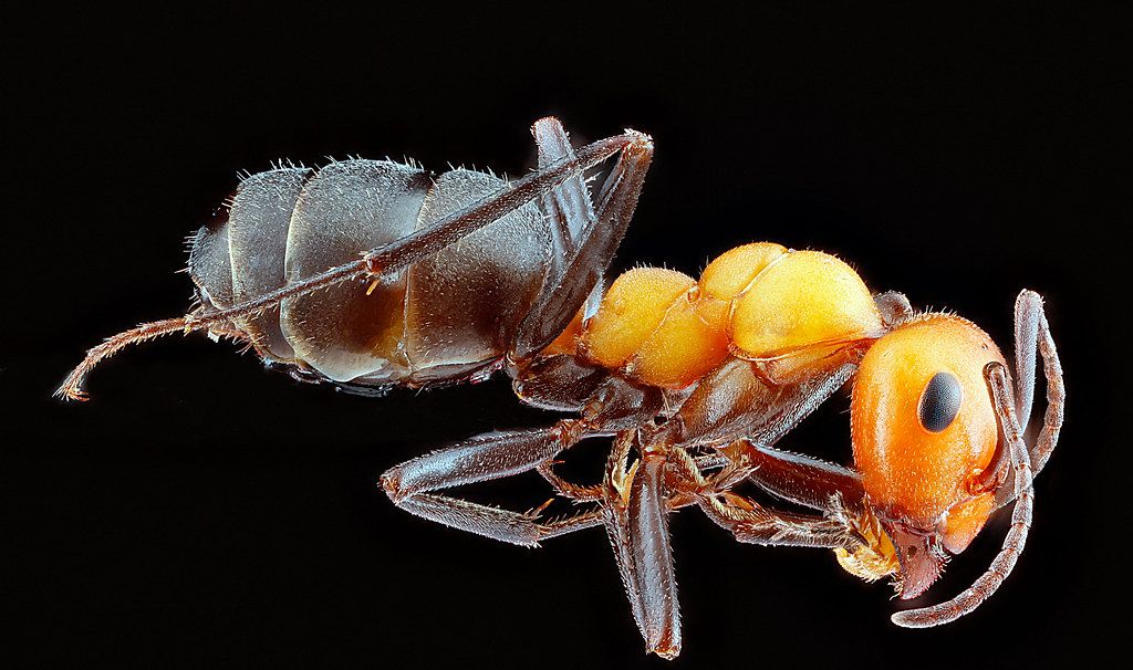Ant Control service in Casa Grande, AZ