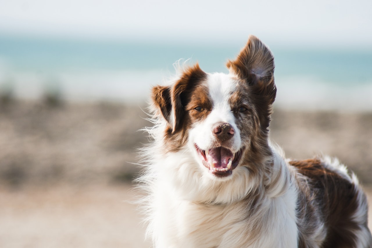 Flea & Tick Control service in Casa Grande, AZ