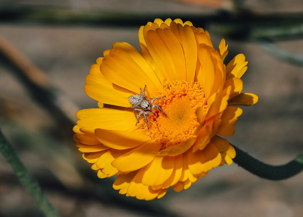 Spider Control service in Casa Grande, AZ